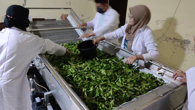 Dosen Sekolah Vokasi UNDIP, Temukan Nanopolifenol Teh Hijau Bebas Kafein
